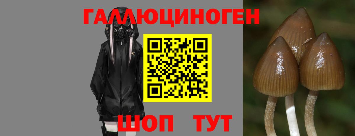 Пенза  Псилоцибиновые грибы мицелий  Вход с VPN 